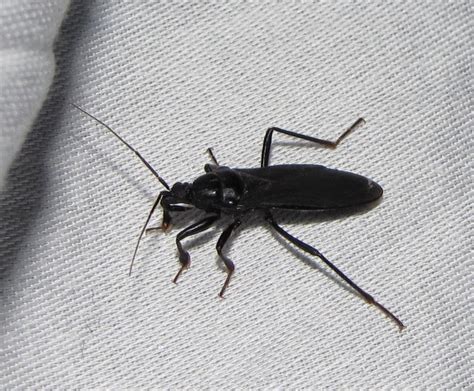 Black Bug In House Zef Jam