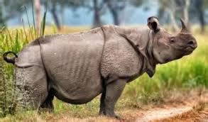 بعد انقراض الذكور عملية تلقيح صناعي لانثى وحيد القرن تحيي أمل حمايتها من الإنقراض. صور وحيد القرن • طبيعة