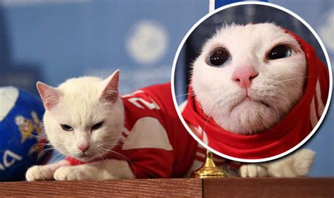 world cup 2018 who will win russia s psychic cat achilles predicts