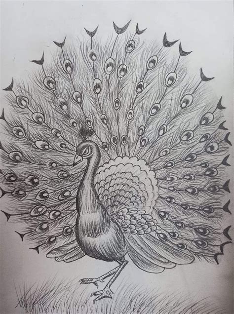 Madhubani Style Peacock Pencil Sketch Madhubani Painting Madhubani My XXX Hot Girl