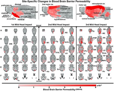 Frontiers Quantitative Imaging Of Blood Brain Barrier Permeability
