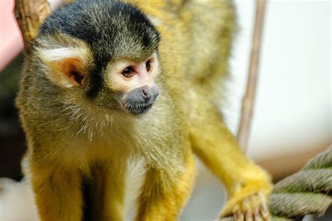 Bolivian Squirrel Monkeys In Amazu At Chessington Zoo