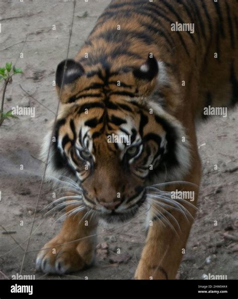 The Tigres De Sumatra 01 March 2022 Zoo Beauval Photo Laurent Lairys