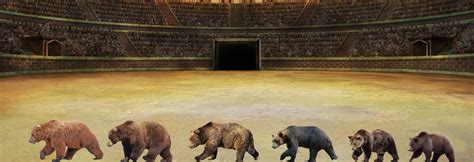 All Bear Size Comparisons Domain Of The Bears
