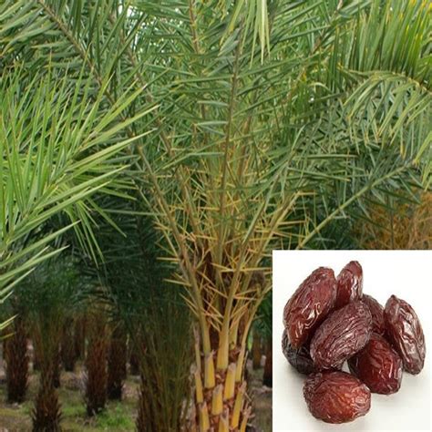 Date Palm Fruit Plants And Tree Exotic Flora