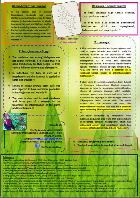 Pokok merawan siput jantan dengan nama saintifiknya hopea odorata. Malay Traditional Medicine: Merawan siput jantan
