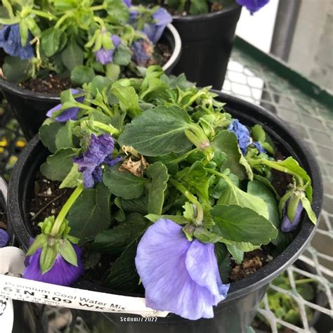 Photo Of The Entire Plant Of Pansy Viola X Wittrockiana Delta Cool