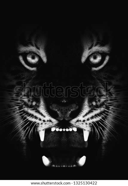 Angry Tiger Face Black White Wallpaper Stock Photo 1325130422