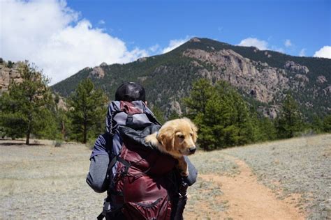 18 Unforgettable Dog Friendly Hikes In Utah Travels With Ted