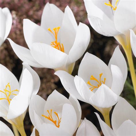 Buy Autumn Crocus Bulbs Crocus Speciosus Albus