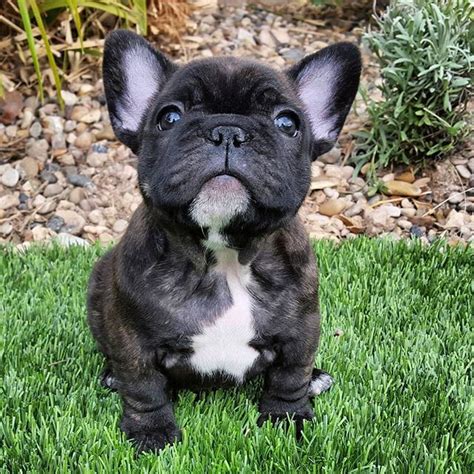 Brindle French Bulldog Puppy Brindle French Bulldog Pinterest