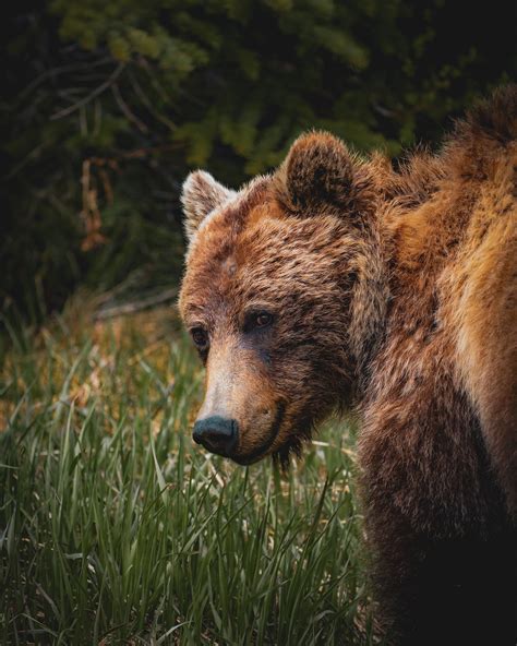 A Female Grizzly Bear In Banff National Park Sony A7iii 100 400 Gm