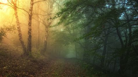 48 Mysterious Forest Path Leaves Fog Nature Hd Wallpaper 803 Forest