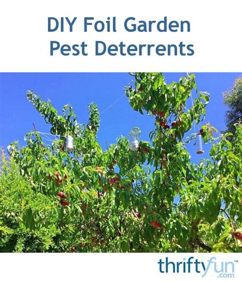 The first is to simply throw the netting over the top of the tree then pull the ends down to the trunk. For several years, most of our big fruit trees were being ...