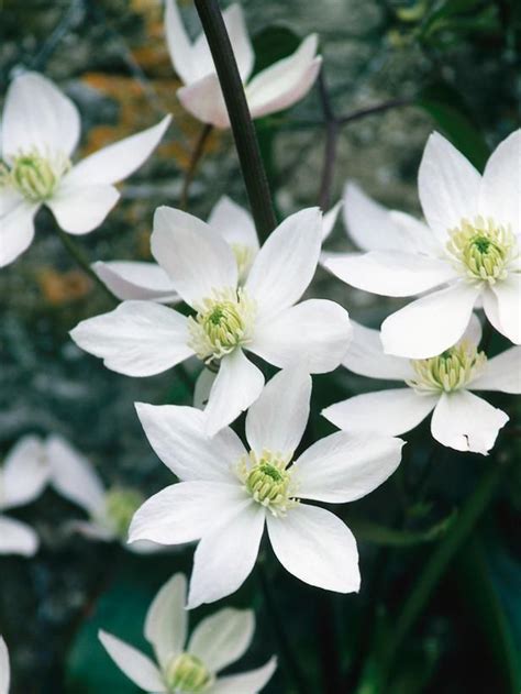 We did not find results for: Clematis: A Shade Garden Superstar | Clematis armandii ...