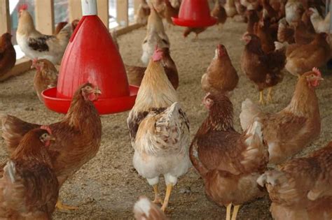 How To Start Poultry Farming From Scratch A Detailed Guide For Beginners
