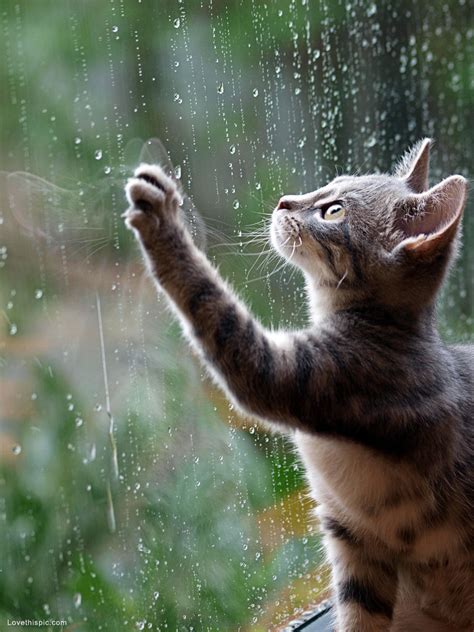 Raining Cats And Dogs Quotes Quotesgram