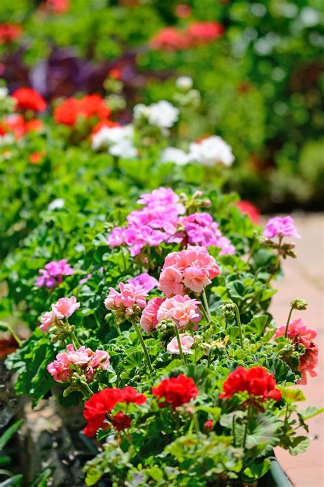 The 15 Best Annual Flowers You Need To Plant In Your Yard All World
