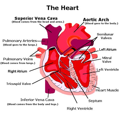 The Structure And Function Of The Human Heart Igcse Biology