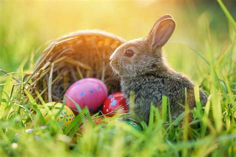 Woher Kommt Der Osterhase