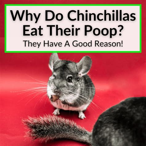 Why Do Chinchillas Eat Their Poop They Have A Good Reason