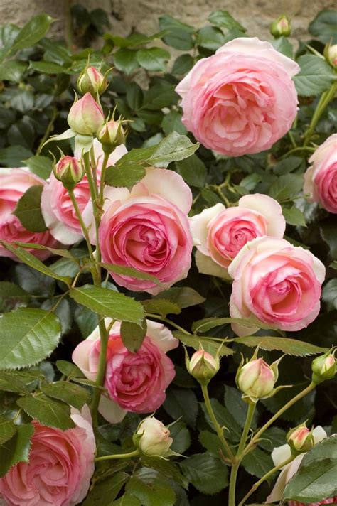Roses Pierre De Ronsard