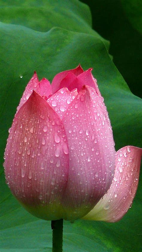 Lotus Flower Closeup Iphone Wallpapers Free Download