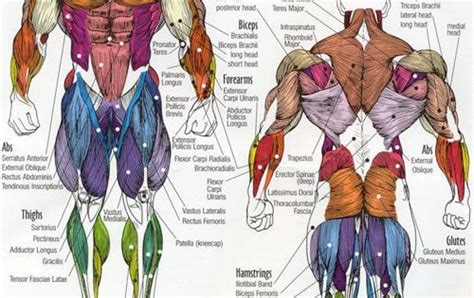 These pictures of this page are about:arm muscle map. Arm Muscles Map / Scott Tischler unveils the secrets to rapid muscle ... / Want to learn more ...