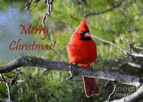 Merry Christmas Cardinal Photograph By Nava Thompson Fine Art America