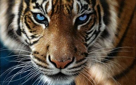 Tiger Eyes Wallpapers Top Nh Ng H Nh Nh P