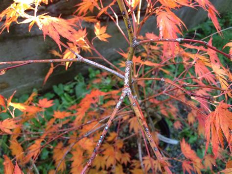 Japanese Maple Tree Diseases Japanese Maple Trees Have Few Pest Or