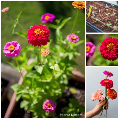 Best cut flowers for beginners. How to set up a cut flower garden for beginners - Peanut ...