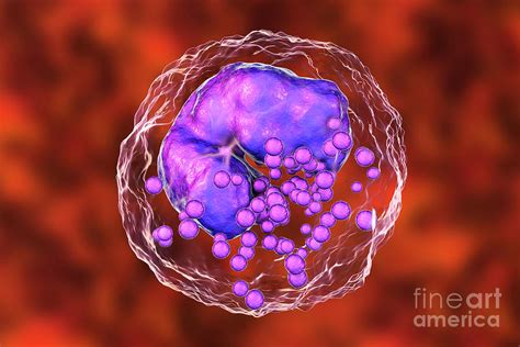 Basophil White Blood Cell Photograph By Kateryna Konscience Photo