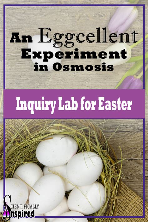 And then you will divide those 4 eggs for step 2. Osmosis Inquiry Lab - EDITABLE Egg Membrane Diffusion w/ PDF Data Form | Biology lessons ...