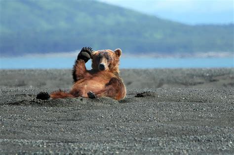 Alaskan Coastal Brown Bear Waving Photograph By Alan Vernon