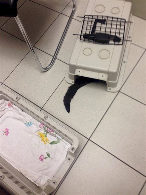 A hissing kitty feels threatened, insecure, and uncomfortable. 16 Funny Photos Of Cats Who Think They're Hiding From The Vet