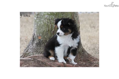 Miniature Australian Shepherd for sale for $600, near ...