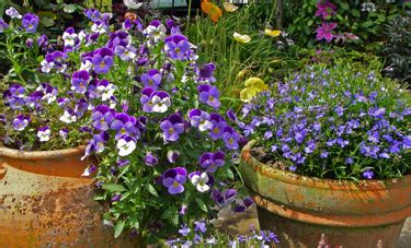 The winter flower garden, also called suan muen bupa, is the only winter flower garden in the south. Go Gardening - Helping New Zealand Grow - Garden ...