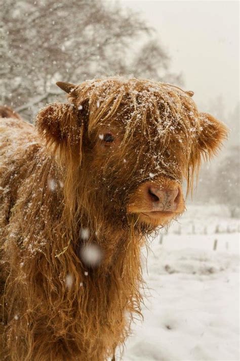Highland Christmas Cute Baby Cow Baby Highland Cow Fluffy Cows