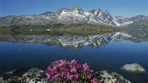 Nature Landscape Mountains Greenland Water Lake Snow Flowers Stones