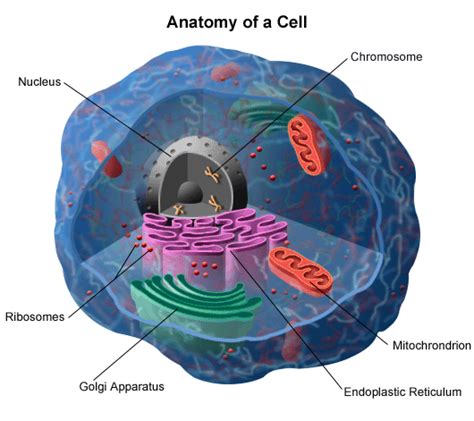 Animal cells are generally smaller than plant cells and lack a cell wall and chloroplasts; Mitochondrial Inheritance: Leber's Optic Atrophy