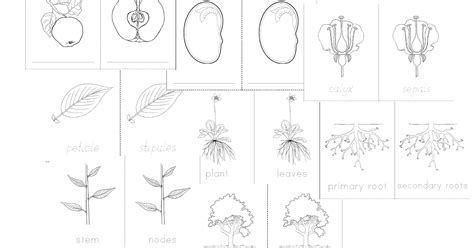 Botany Nomenclature Set Little Books Botany Little Books Montessori