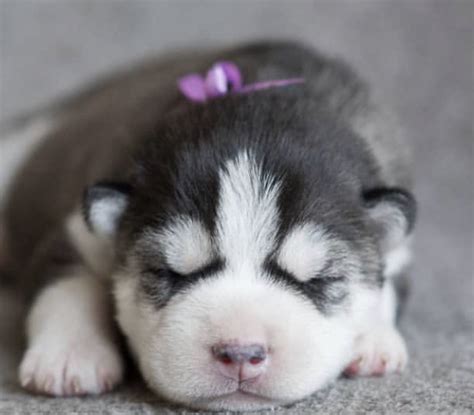 14 Photos Of Husky Puppies That Will Make You Smile The Paws