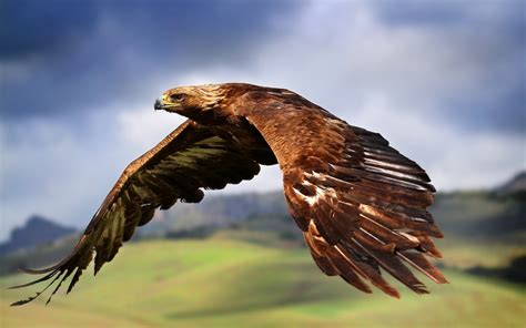 30 Golden Eagle Hd Wallpapers Background Images