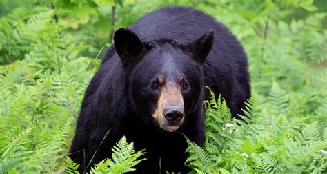 Black Bears How To Avoid Run Ins Farmers Almanac Plan Your Day