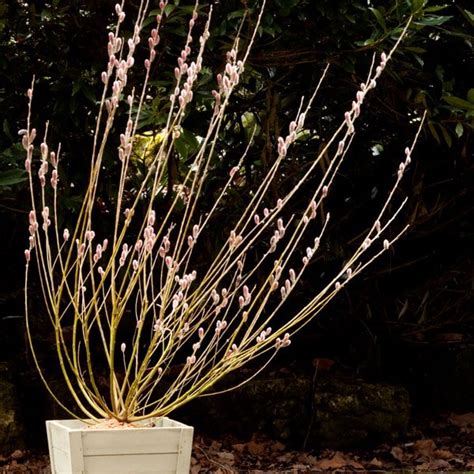 Buy Japanese Pink Pussy Willow Salix Gracilistyla Mount Aso
