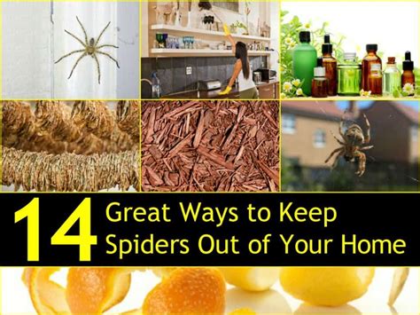 How To Get Rid Of Brown Recluse Spiders In Attic 2021