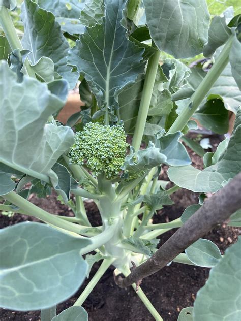 First Time Growing Broccoli Gardening