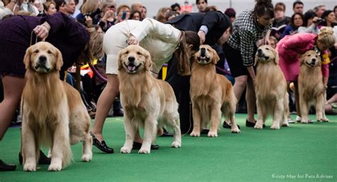 The History Of The Westminster Kennel Club Dog Show