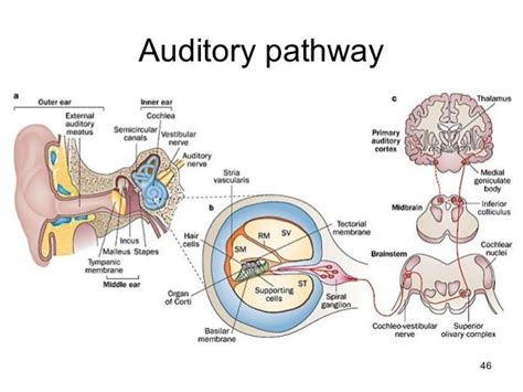 Auditory Pathway 3 Figures In 1 Left Diagram Of The Parts Of The Ear